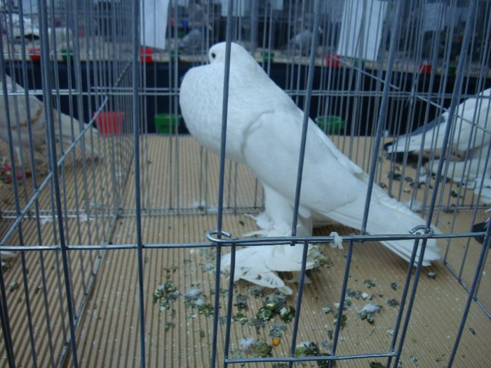 DSC09052 - EXPOZITIE NATIONALA 2013 CLUJ NAPOCA PORUMBEI