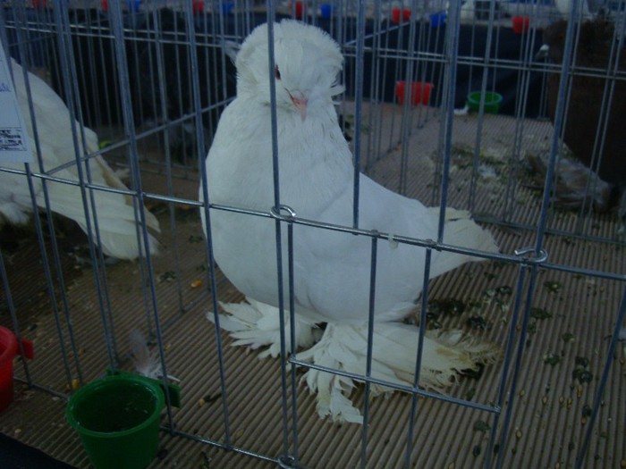 DSC09054 - EXPOZITIE NATIONALA 2013 CLUJ NAPOCA PORUMBEI