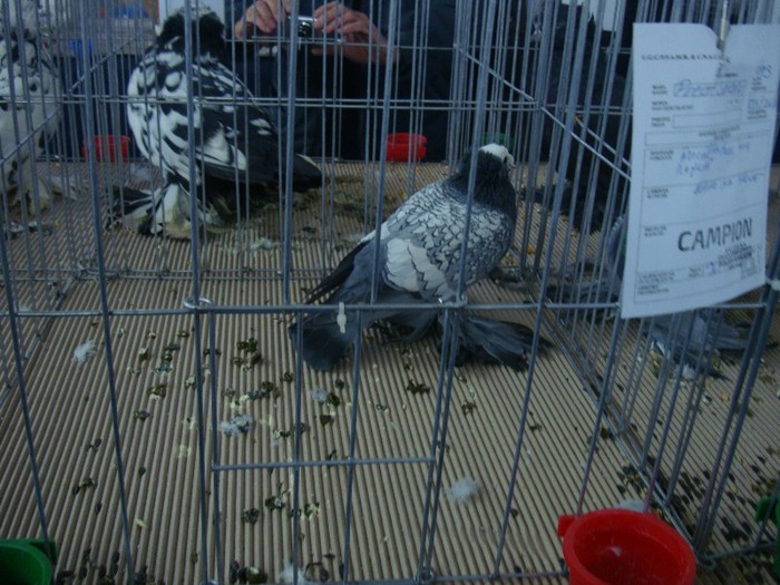 DSC09057 - EXPOZITIE NATIONALA 2013 CLUJ NAPOCA PORUMBEI