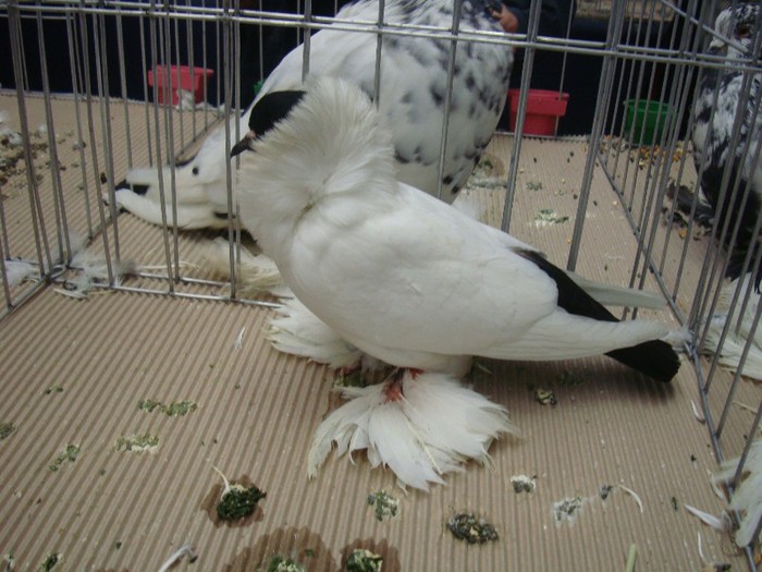 DSC09060 - EXPOZITIE NATIONALA 2013 CLUJ NAPOCA PORUMBEI