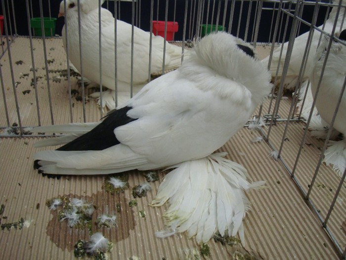 DSC09062 - EXPOZITIE NATIONALA 2013 CLUJ NAPOCA PORUMBEI