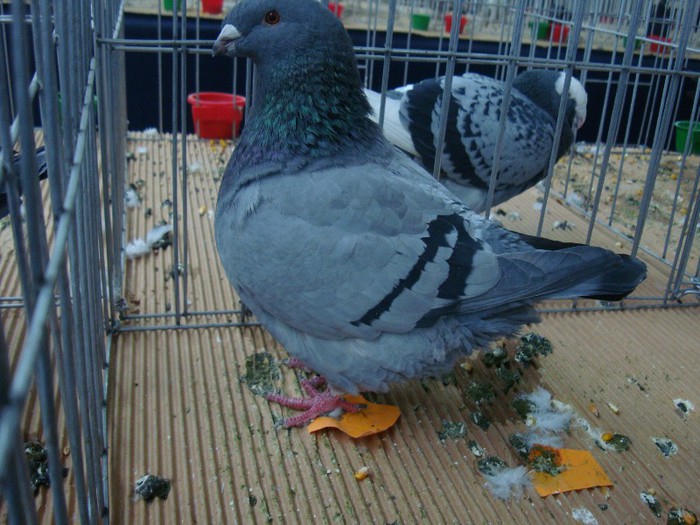 DSC09065 - EXPOZITIE NATIONALA 2013 CLUJ NAPOCA PORUMBEI