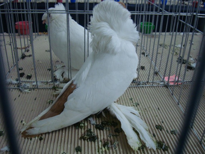 DSC09066 - EXPOZITIE NATIONALA 2013 CLUJ NAPOCA PORUMBEI