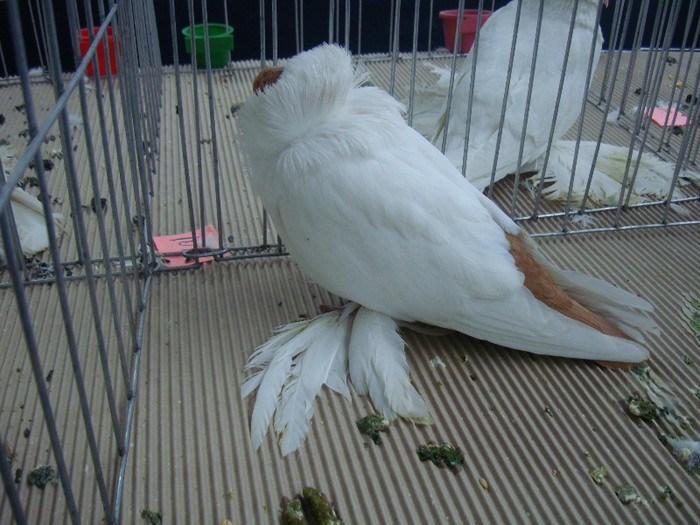 DSC09067 - EXPOZITIE NATIONALA 2013 CLUJ NAPOCA PORUMBEI