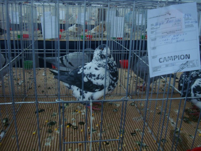 DSC09068 - EXPOZITIE NATIONALA 2013 CLUJ NAPOCA PORUMBEI