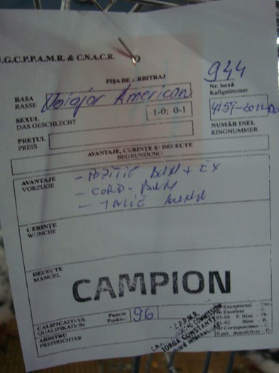 DSC09069 - EXPOZITIE NATIONALA 2013 CLUJ NAPOCA PORUMBEI