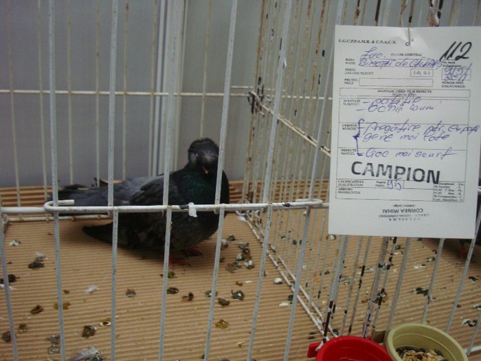 DSC09072 - EXPOZITIE NATIONALA 2013 CLUJ NAPOCA PORUMBEI