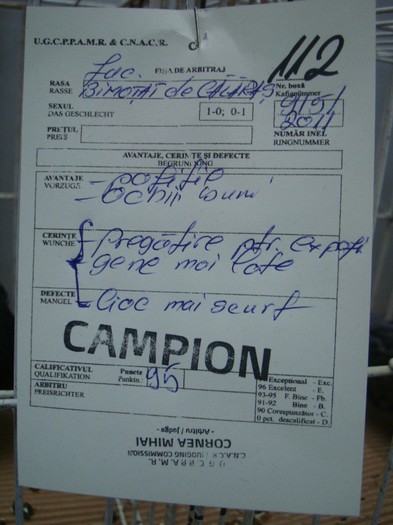 DSC09073 - EXPOZITIE NATIONALA 2013 CLUJ NAPOCA PORUMBEI