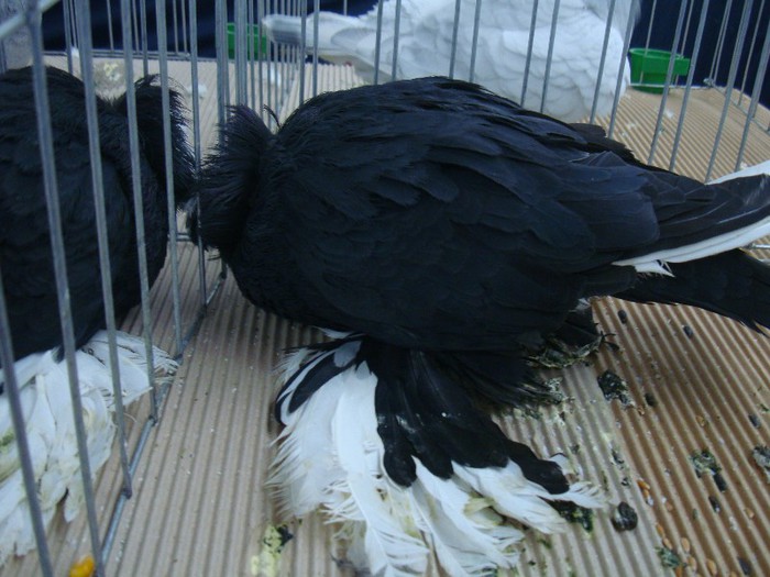 DSC09075 - EXPOZITIE NATIONALA 2013 CLUJ NAPOCA PORUMBEI