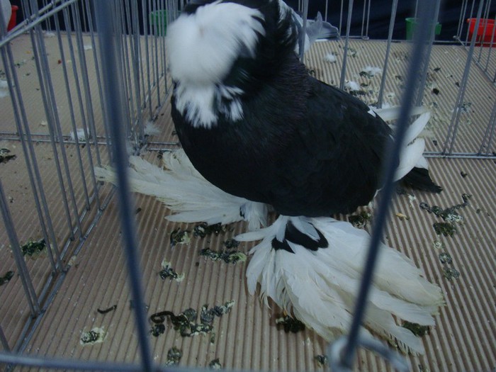 DSC09077 - EXPOZITIE NATIONALA 2013 CLUJ NAPOCA PORUMBEI