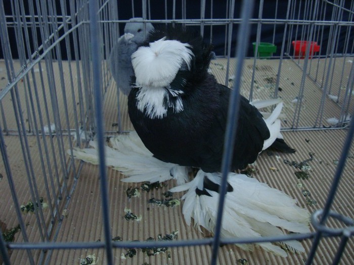 DSC09078 - EXPOZITIE NATIONALA 2013 CLUJ NAPOCA PORUMBEI