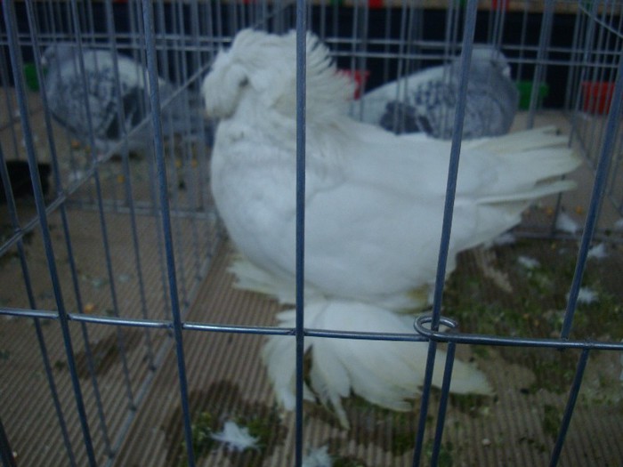 DSC09080 - EXPOZITIE NATIONALA 2013 CLUJ NAPOCA PORUMBEI