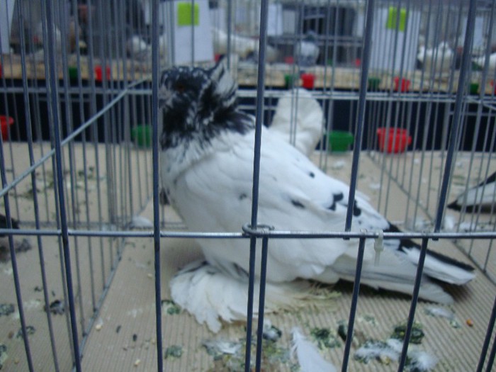 DSC09087 - EXPOZITIE NATIONALA 2013 CLUJ NAPOCA PORUMBEI