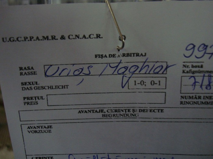 DSC09090 - EXPOZITIE NATIONALA 2013 CLUJ NAPOCA PORUMBEI