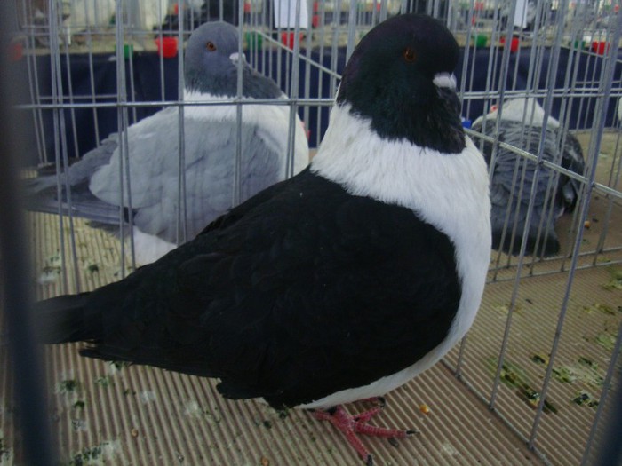 DSC09091 - EXPOZITIE NATIONALA 2013 CLUJ NAPOCA PORUMBEI