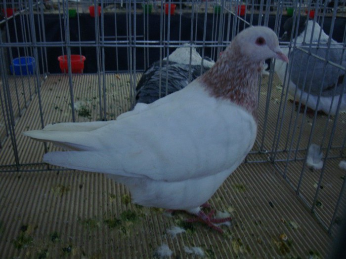 DSC09093 - EXPOZITIE NATIONALA 2013 CLUJ NAPOCA PORUMBEI