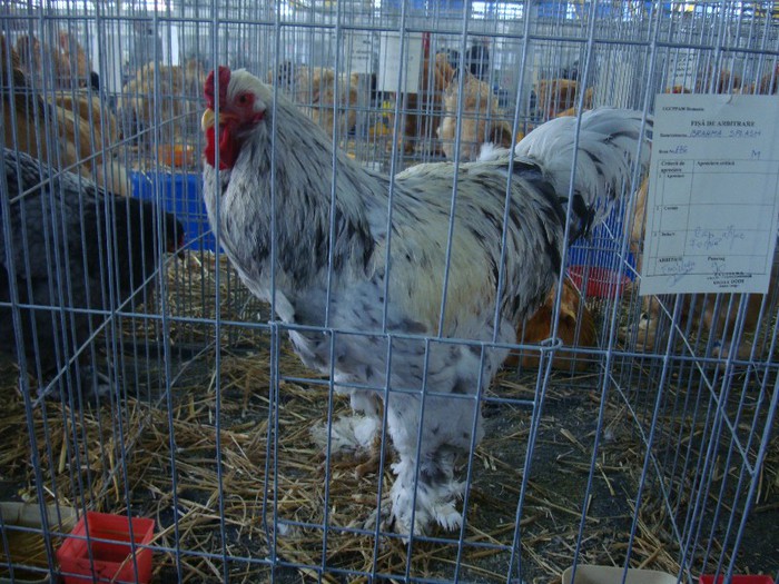 DSC08748 - GAINI