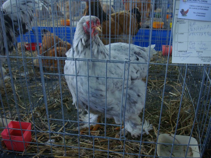 DSC08749 - GAINI