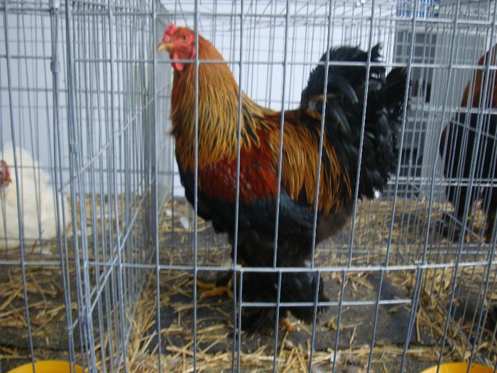 DSC08773 - GAINI
