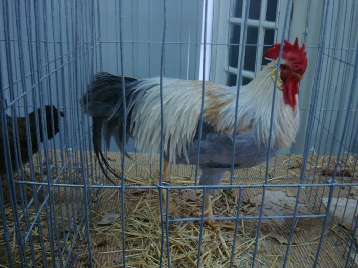 DSC08791 - GAINI
