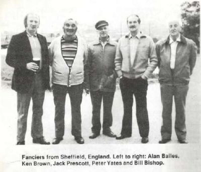 Sheffield- tippler fanciers