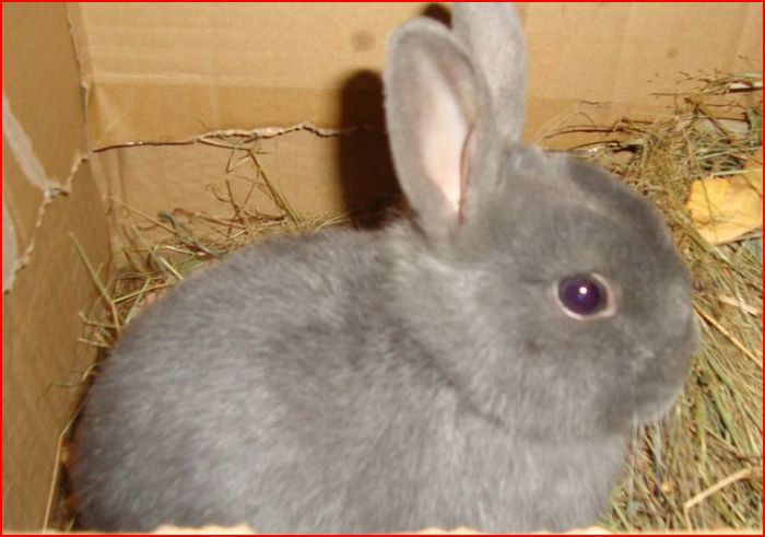 Mascul