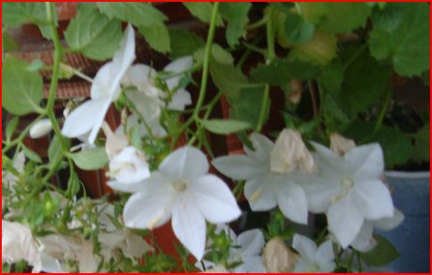 Stella White - Campanula Isophylla