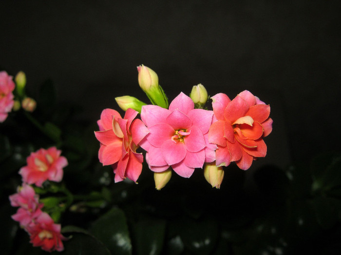 IMG_4169 - KALANCHOE