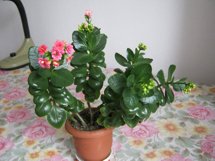 IMG_4229 - KALANCHOE