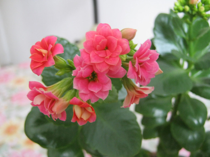 IMG_4230 - KALANCHOE