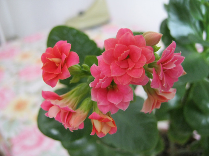 IMG_4231 - KALANCHOE