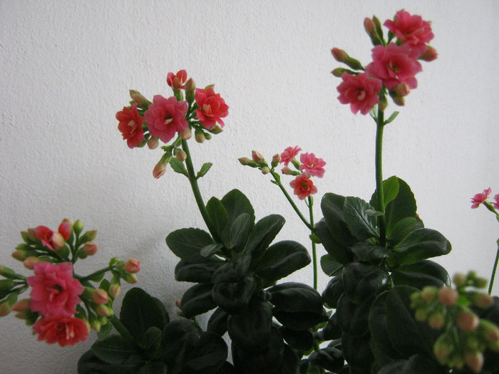 IMG_4258 - KALANCHOE