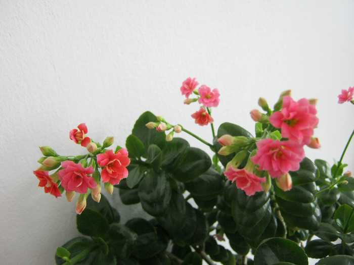 IMG_4261 - KALANCHOE