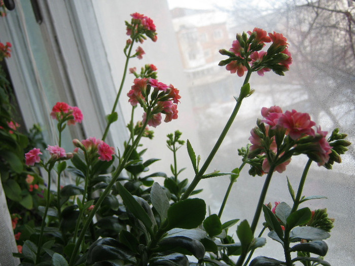 IMG_4366 - KALANCHOE