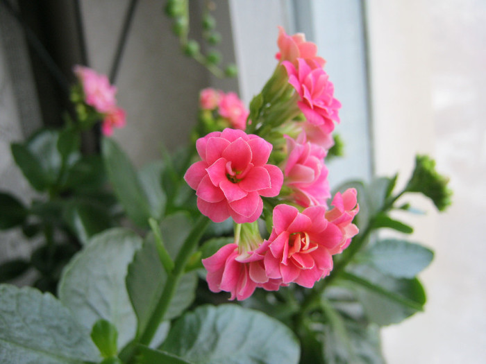 IMG_4376 - KALANCHOE