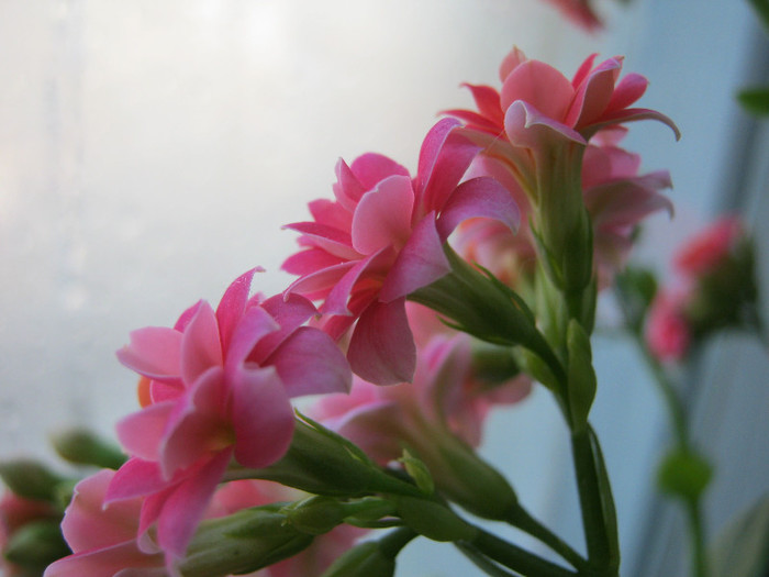 IMG_4690 - KALANCHOE