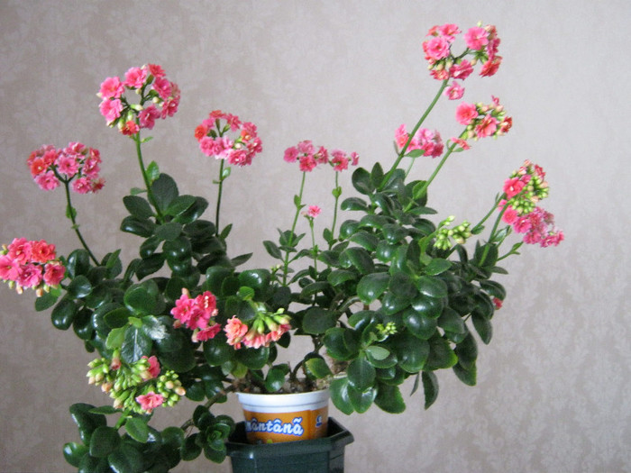 IMG_4707 - KALANCHOE