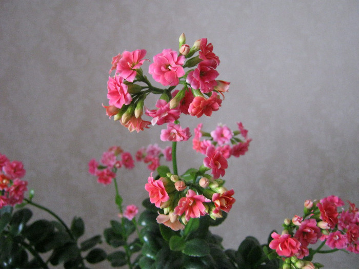 IMG_4712 - KALANCHOE