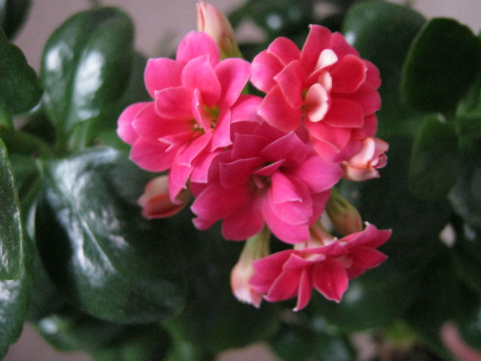 IMG_4714 - KALANCHOE