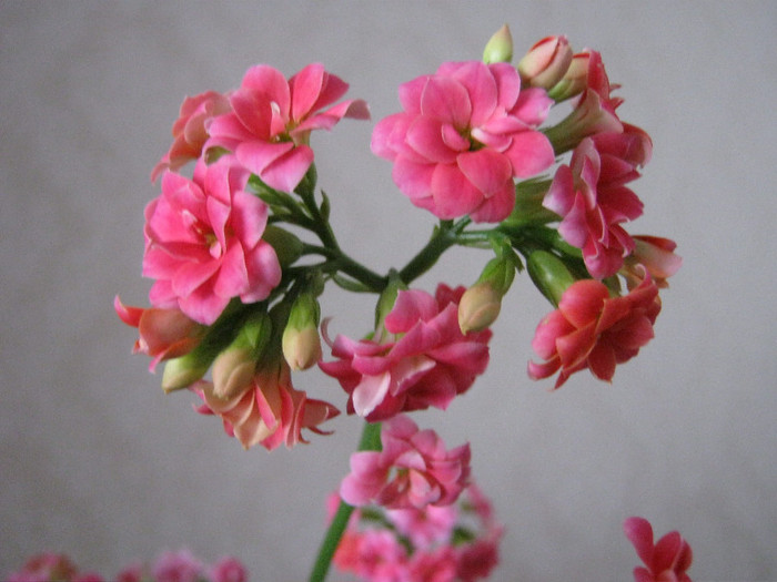 IMG_4716 - KALANCHOE