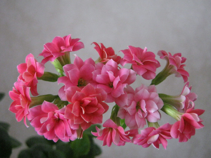 IMG_4717 - KALANCHOE