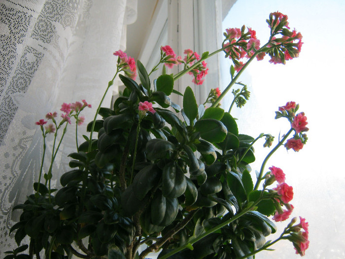 IMG_4730 - KALANCHOE