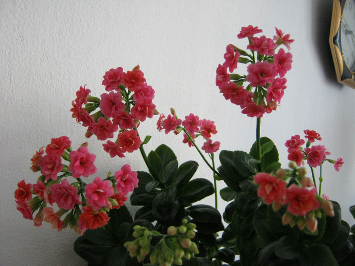 IMG_4789 - KALANCHOE