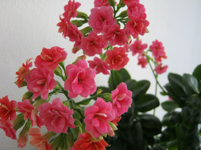 IMG_4791 - KALANCHOE