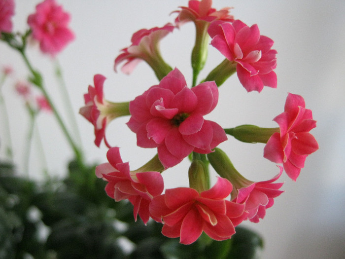 IMG_4794 - KALANCHOE