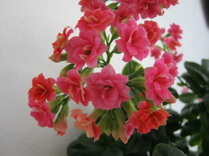 IMG_4796 - KALANCHOE