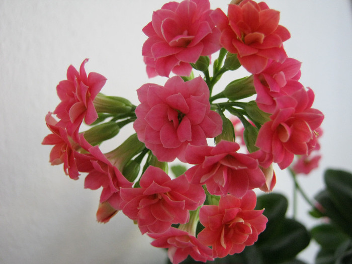 IMG_4797 - KALANCHOE