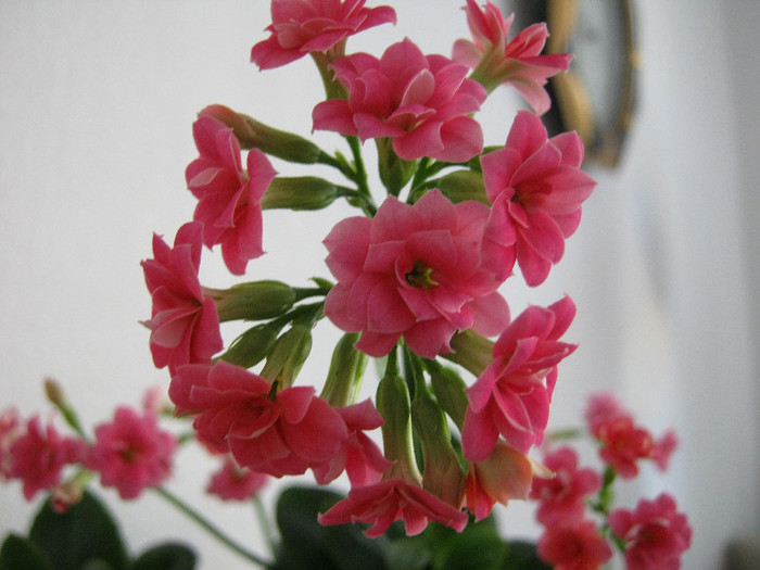 IMG_4798 - KALANCHOE