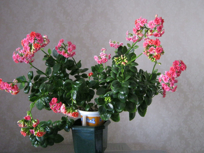 IMG_4956 - KALANCHOE