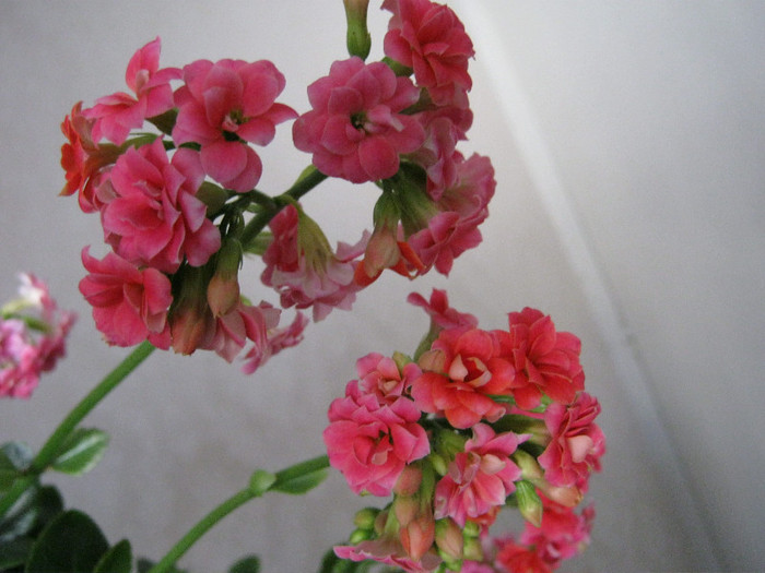 IMG_4958 - KALANCHOE